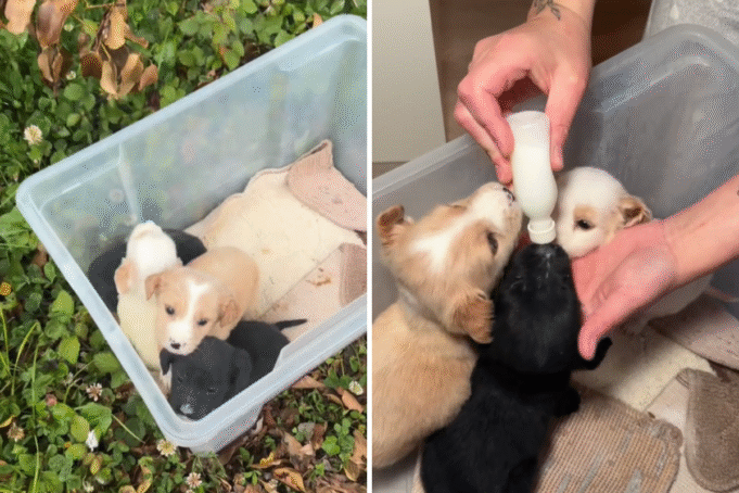 Anak anjing yang ditinggalkan diselamatkan