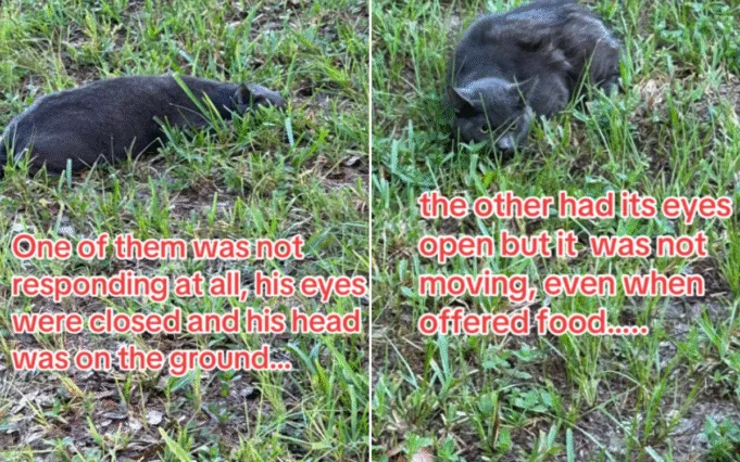 A pair of abandoned cats.