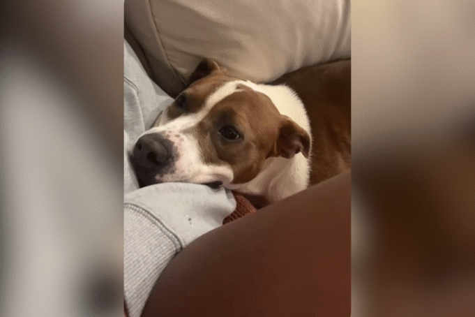 Foster Dog Vivian