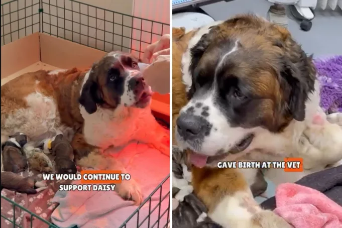 St. Bernard attacks rescuer