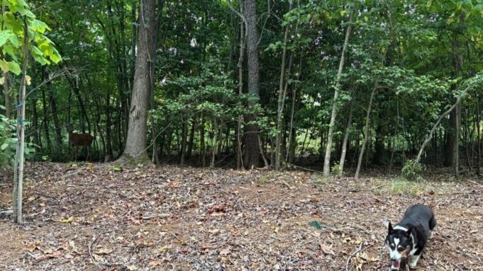 Spot the deer in this viral image.