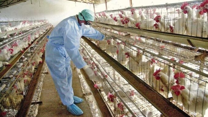 The spread of bird flu poses a threat to India's poultry industry.