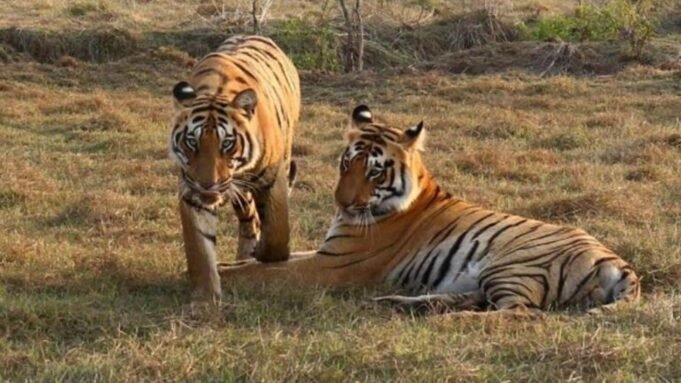 As many as 30 Royal Bengal Tigers reside in Odisha at present, primarily in Similipal Tiger Reserve.
