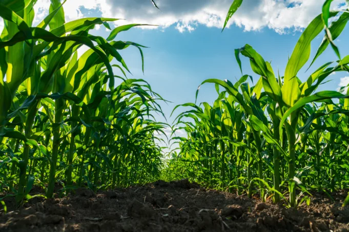 Corn Sweat Midwest