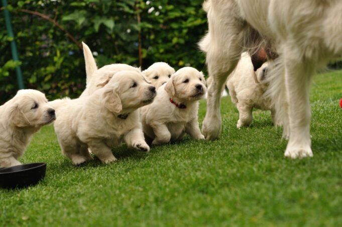 Stok gambar serasah golden retrievers.