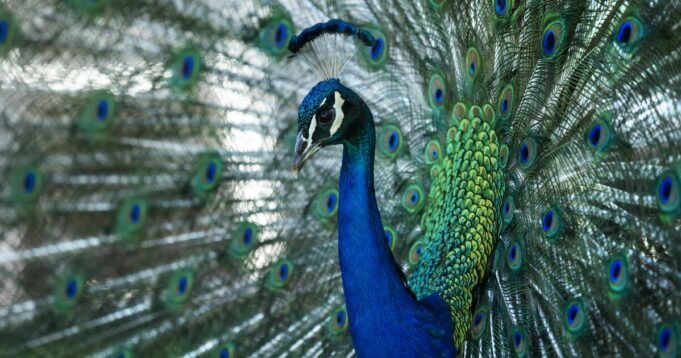 Peacocks tercinta dilaporkan dicuri dari hotel California yang bersejarah

