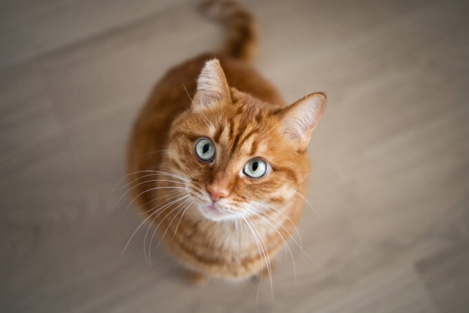 Cats