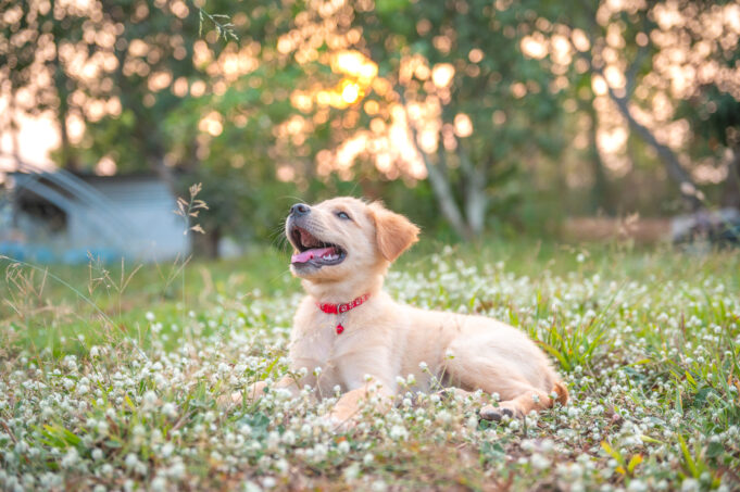 Golden Retriever Puppy Smiles Outdoors
