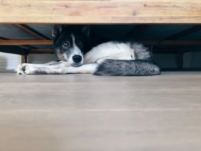 Scared dog