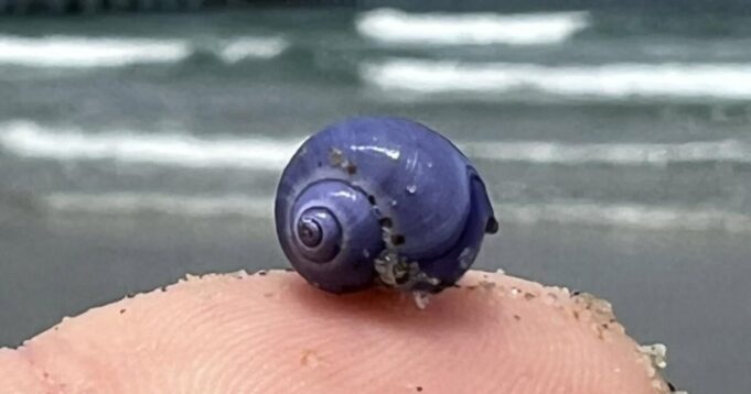Siput laut ungu langka dicuci di pantai California Selatan

