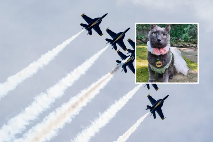 Blue Angels vs cat