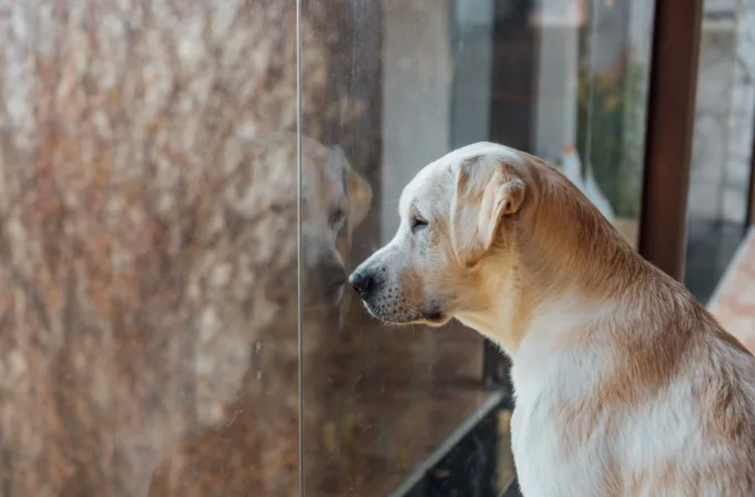 A dog looks out of glass