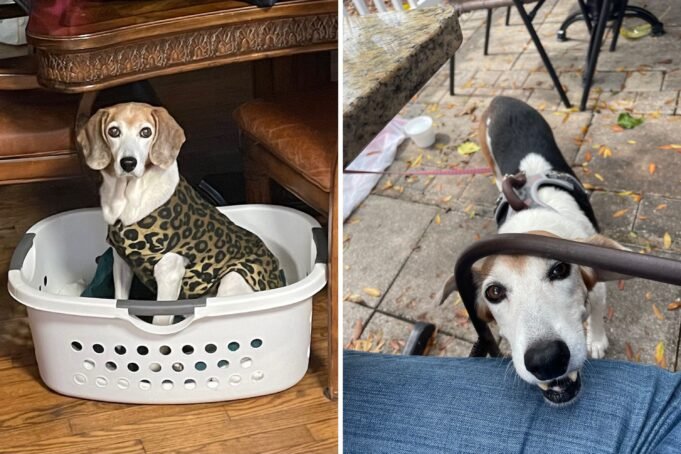 Hound wins pet week