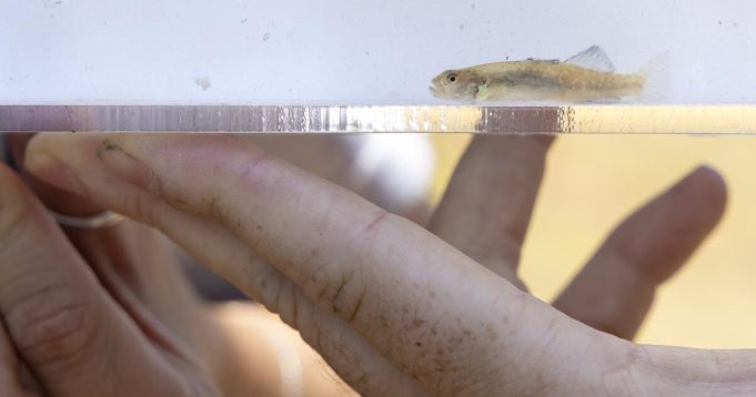 Ikan yang terancam punah yang diselamatkan dari api Palisades baru saja dikembalikan ke rumah Malibu mereka
