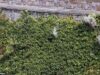 Knotweed Jepang digambarkan di sepanjang tepi tebing di Plymouth, Devon