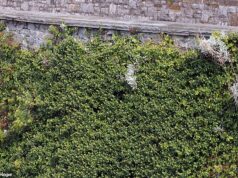 Knotweed Jepang digambarkan di sepanjang tepi tebing di Plymouth, Devon
