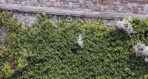 Knotweed Jepang digambarkan di sepanjang tepi tebing di Plymouth, Devon