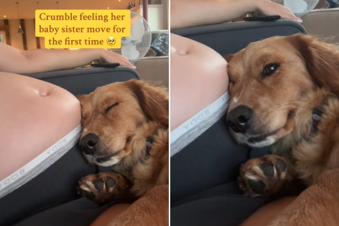 Dog feels baby kick