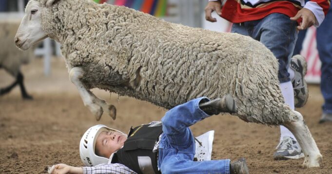 Mutton Bustin ': The Little League of Rodeo Country

