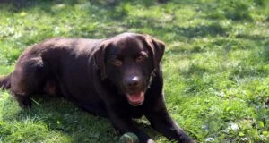 Brown Labrador 