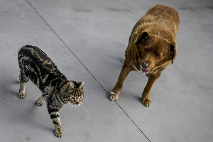 Cat and Dog