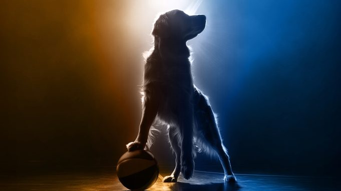 Pencarian talenta kuncup udara dimulai untuk 'Air Bud Returns'

