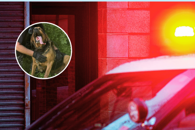 K-9 rescue