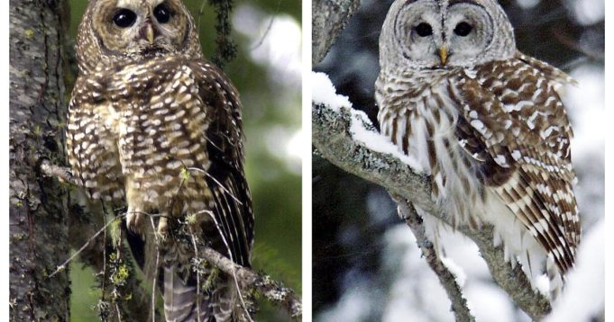 Rencana untuk menembak 450 ribu burung hantu, untuk menyelamatkan burung hantu yang berbeda, bisa dalam bahaya
