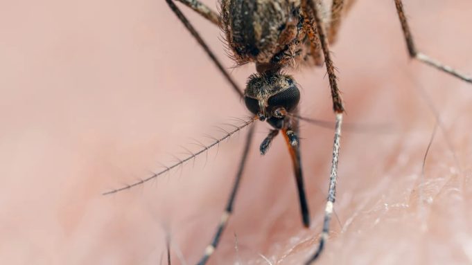Sebuah terobosan besar dalam dunia kesehatan telah terjadi. Vaksin malaria berbasis mRNA berhasil mengurangi penularan penyakit ini hingga 99,7%.
