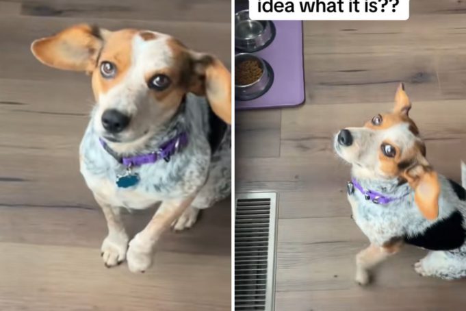 Dog waits for release command