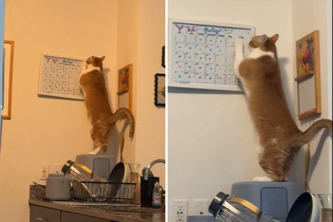 Orange cat scratches calendar
