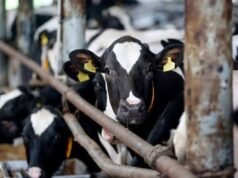 Brigadir MT Ditetapkan Tersangka dalam Kasus Jual Beli Sapi Bersama Anggota DPRD Takalar