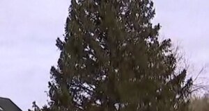 Pohon Natal Rockefeller Center 2025 berasal dari New York