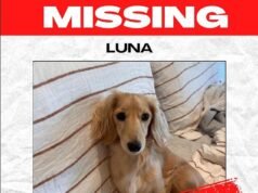 Pemilik anjing yang hancur mempekerjakan DETEKTIF animal setelah dachshund mungilnya Luna menghilang: ‘Dia anakku’