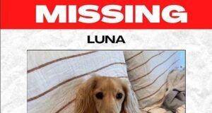 Pemilik anjing yang hancur mempekerjakan DETEKTIF animal setelah dachshund mungilnya Luna menghilang: ‘Dia anakku’