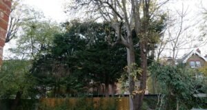 Leylandii setinggi 32 kaki milik James Corden membuat marah para tetangga di rumahnya yang bernilai ₤ 11, 5 juta di London utara – pertengkaran KETIGA dengan penghuninya dalam delapan bulan