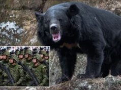 Momen horor beruang hitam ganas mengejar anak laki-laki berusia 11 tahun yang berteriak-teriak ke dalam toko sebelum melompati konter untuk menangkapnya