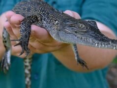 Gaya hidup di wilayah ini menjadi liar seiring perluasan kepemilikan buaya peliharaan di NT