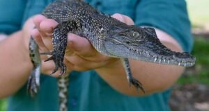 Gaya hidup di wilayah ini menjadi liar seiring perluasan kepemilikan buaya peliharaan di NT