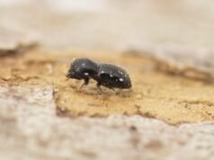 Seluruh wilayah Perth ditempatkan di bawah rencana karantina baru ketika pihak berwenang berjuang untuk membatasi kerusakan akibat serangan penggerek lubang tembak yang mengamuk