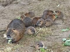 Vyškov sedang membangun taman kastil hampir seperti Louvre! Tapi air mancurnya menghilang