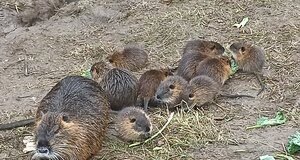 Vyškov sedang membangun taman kastil hampir seperti Louvre! Tapi air mancurnya menghilang