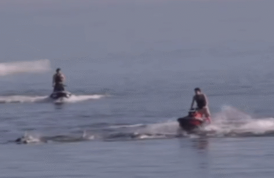 Tiga pengendara jet ski didakwa setelah diduga mengemudi melewati kawanan lumba-lumba di lepas pantai Adelaide