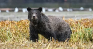 Kelompok sekolah dianiaya di jalan setapak