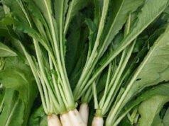 4 Khasiat Lobak Putih, Ampuh Obati Penyakit Asma