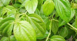 4 Manfaat Kunyit Campur Daun Sirih, Ampuh Obati Keputihan