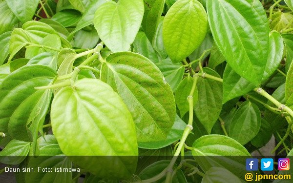 daun-sirih-foto-istimewa.jpg