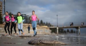 Turki menjadi tuan rumah KTT iklim COP 31 setelah Australia menyetujui tawaran|Berita Krisis Iklim