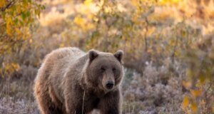 Horor seperti beruang grizzly SERANGAN anak-anak dalam perjalanan sekolah menyebabkan sedikitnya 11 anak dan guru terluka