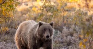 Kisah memilukan tentang Azalea, simpanse perokok berat yang merokok selama 40 hari sebelum menghentikan kebiasaannya